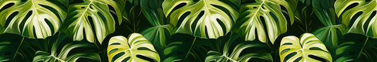 Monstera