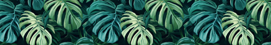 Monstera 2