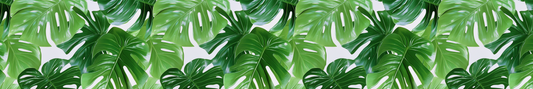 Monstera 3